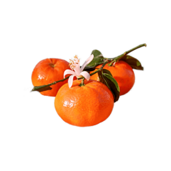 FLE Unbranded Mandarine Seedless 3X Size Kg