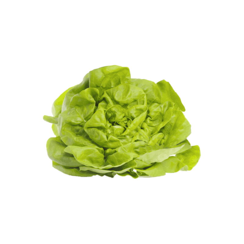 FLE Unbranded Lettuce Butterhead Unit
