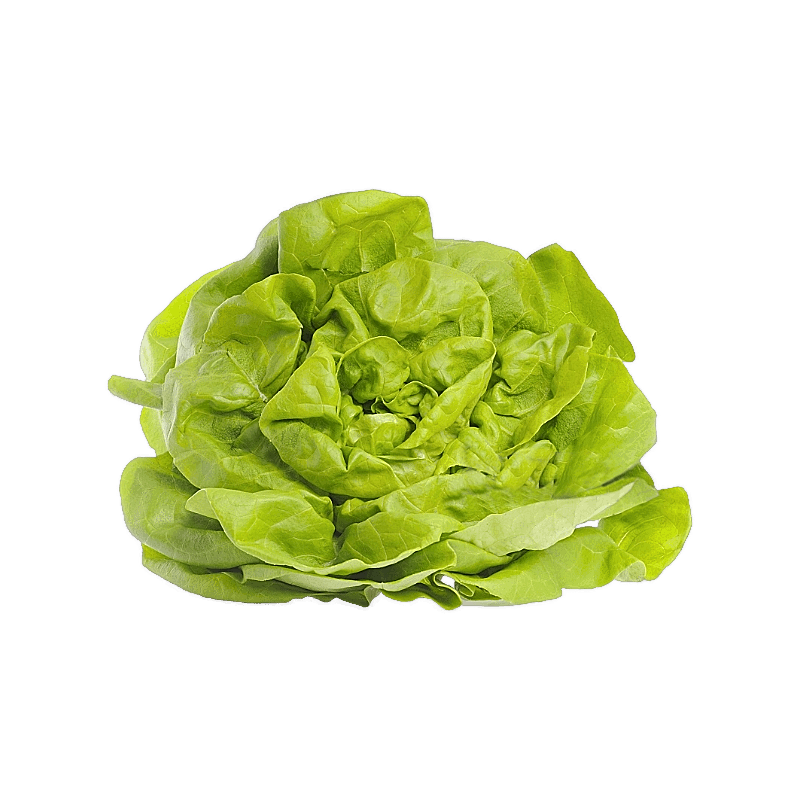 FLE Packed x1 Lettuce Butterhead 400g